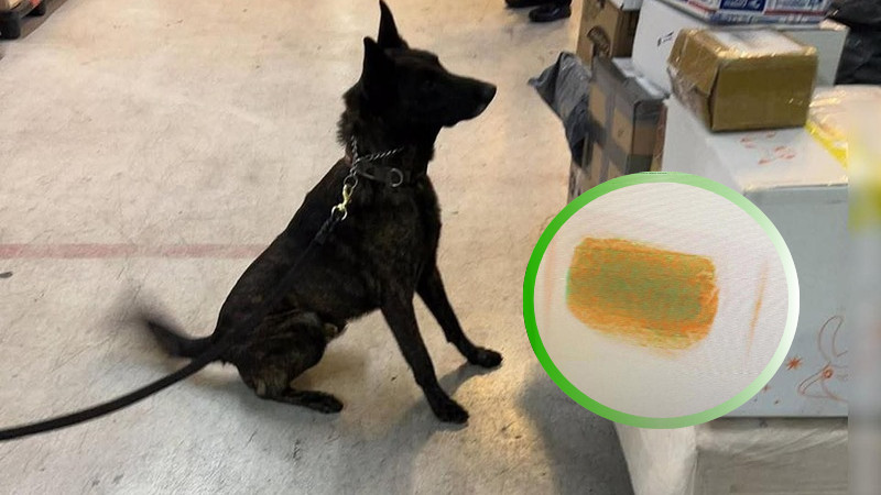 Descubiertos en el AICM: Un binomio canino revela la existencia de drogas escondidas entre productos cosméticos con origen en Hong Kong.